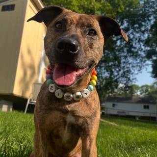 Handmade BFF Dog Collar + Free Matching Bracelet – Stylish Friendship Set for Pets & Owners