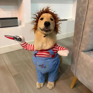 halloween kostuum voor honden